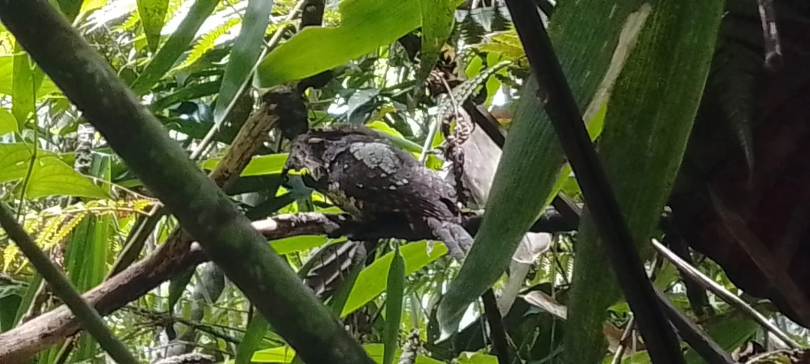 A bird resting among dense green branches