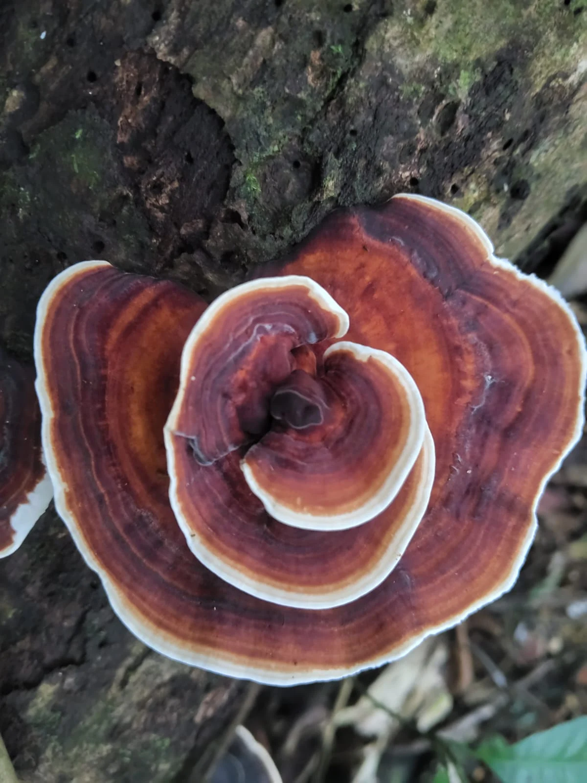 Patterned fungi growing on a tree