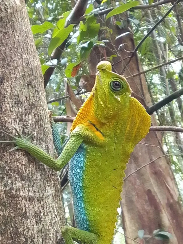 Hump-nosed lizard on a tree trunk, with a yellow throat and blue belly