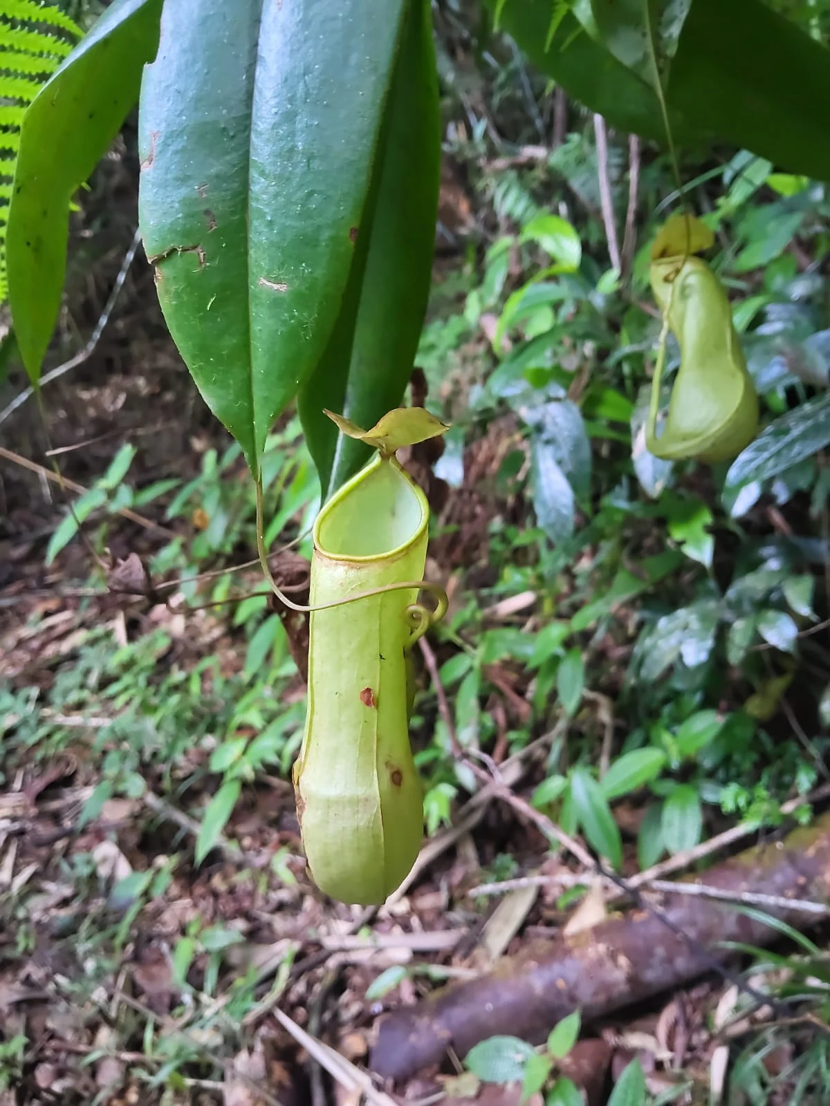 Pitcher plants growing in the rainforest