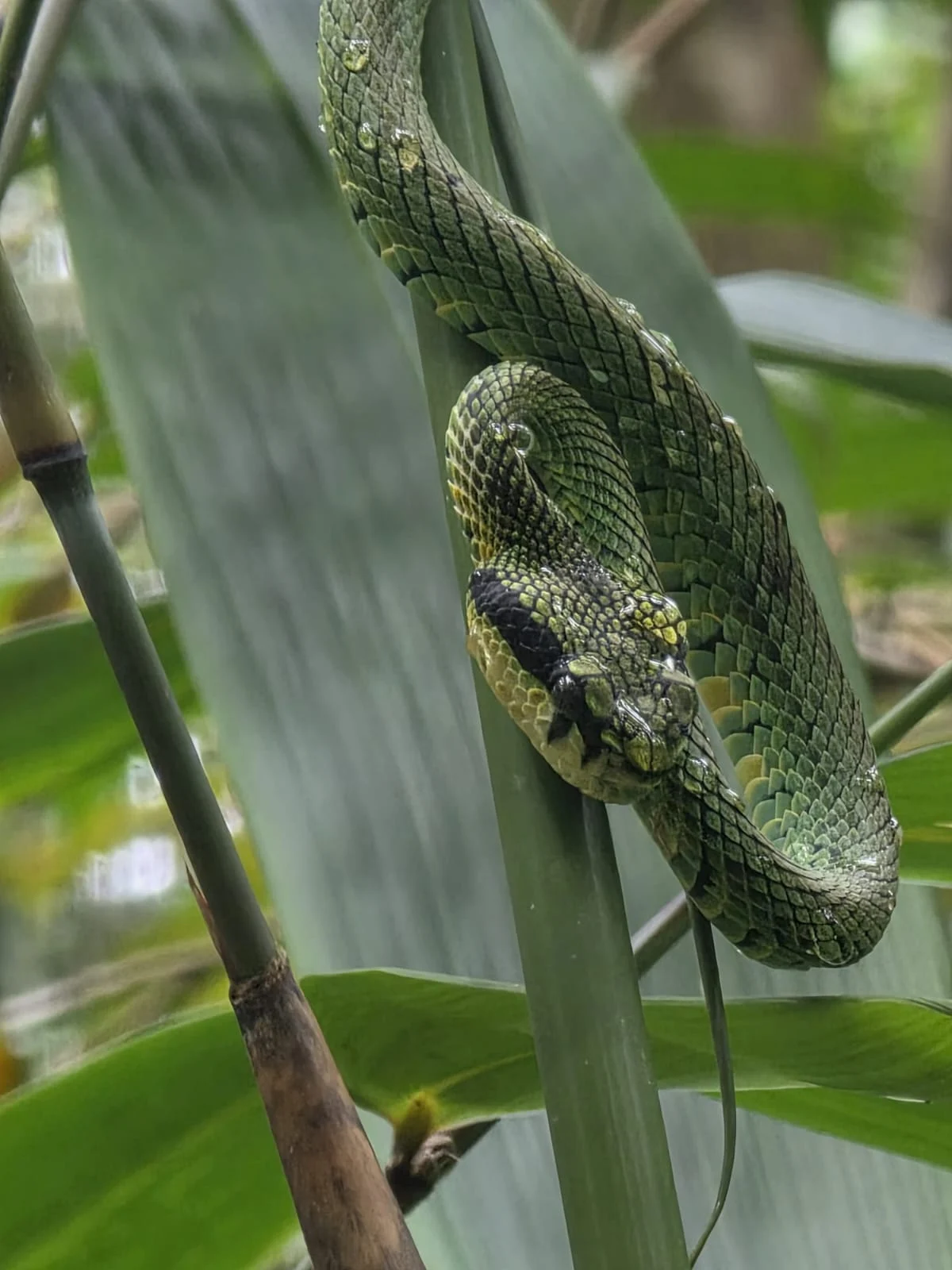 A snake coiled among green leaves