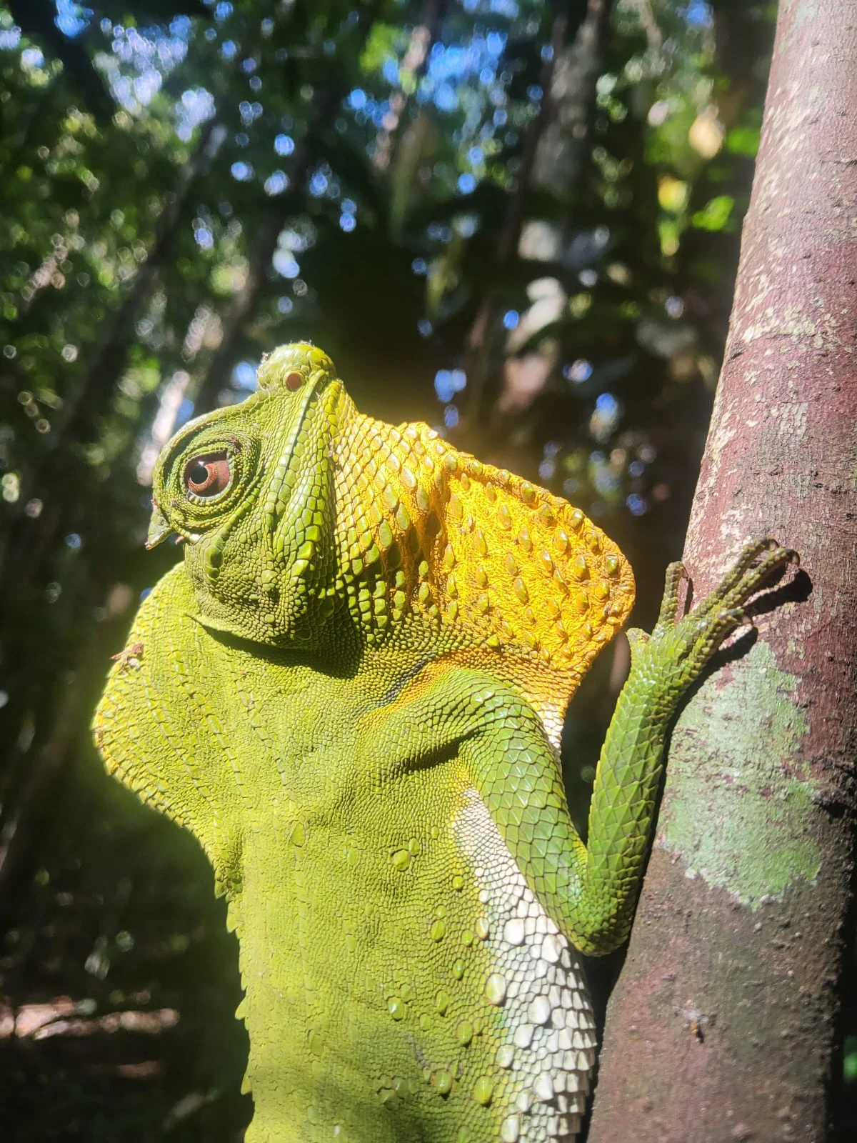 A bright green lizard resting on a tree